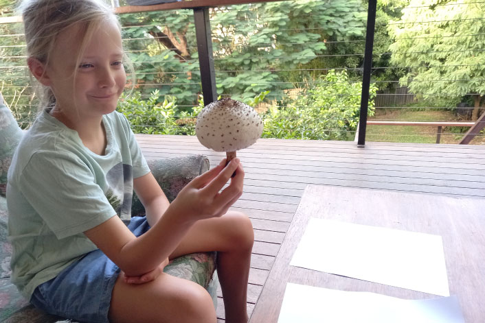 Mushroom from a field